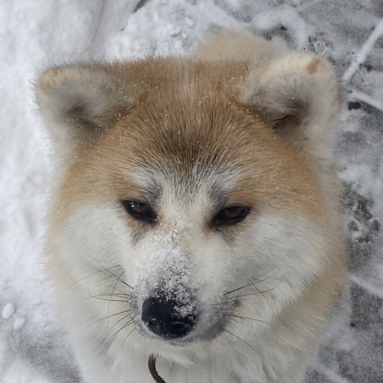 Eddie's dog in the snow